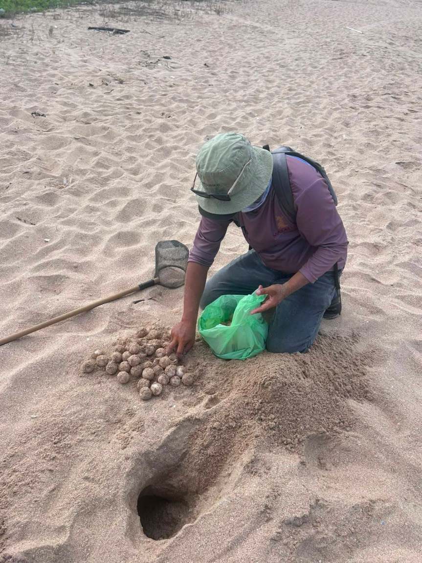 El Programa de Protección de la Tortuga Marina PROTOMAR con gran actividad este&nbsp;verano